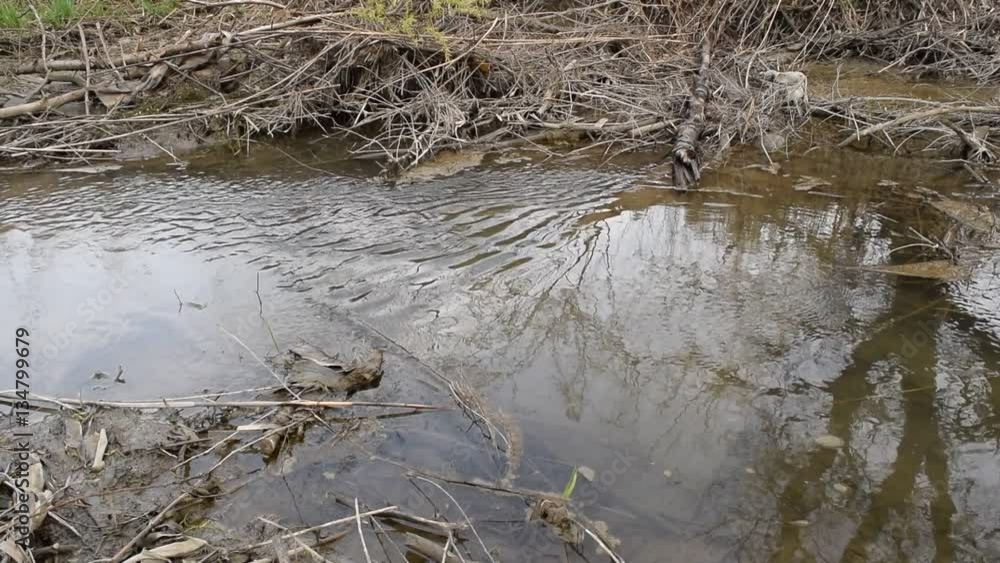 A small river clogged with branches riverbed. Dirty canal bed. A small river clogged with branches riverbed. Dirty canal bed.