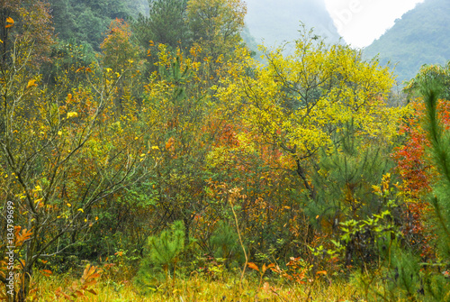 Fototapeta Naklejka Na Ścianę i Meble -  The maple trees scenery in autumn