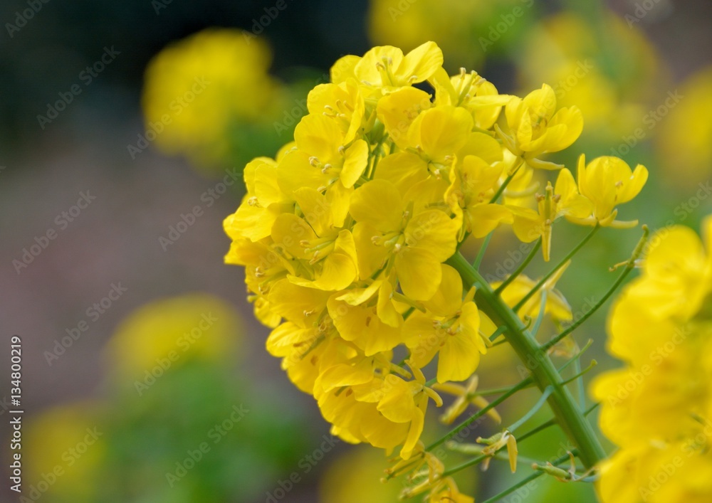 早春の菜の花 早春の菜の花