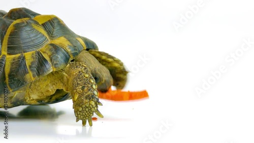 Russian tortoise eating a carrot. Studio shot on white background.