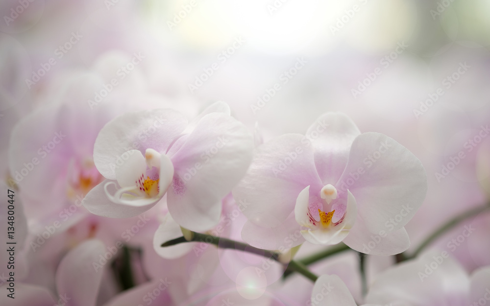 orchid orchid