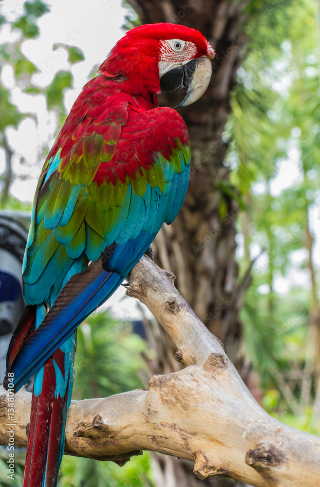 parrot macaw