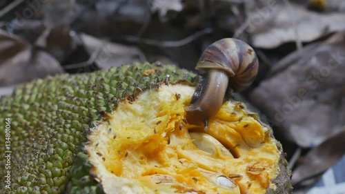 Land snail eating jackfruit with fly and insect photo