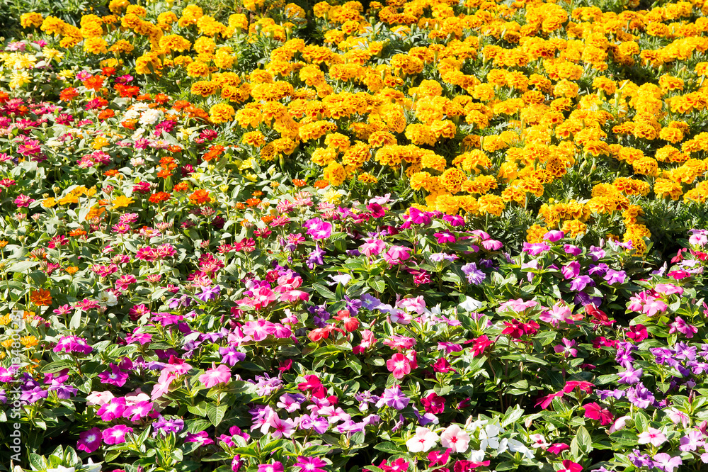 Naklejka premium background flowers