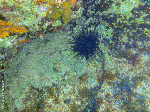 A Long-Spined Urchin (Diadema antillarum) moving along a reef near Cozumel, Mexico.