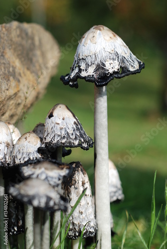 Ink Cap Mushroom