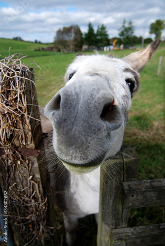 Donkey at a fence