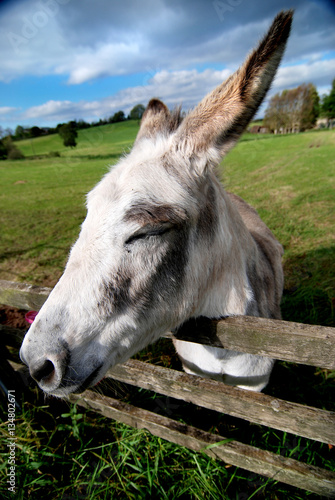 Donkey at a fence