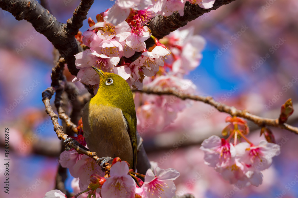 寒桜とメジロ 寒桜とメジロ