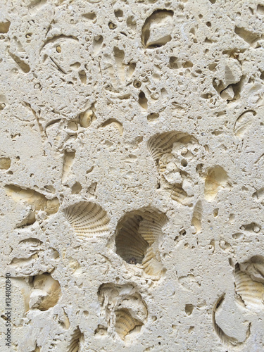 Detail of fossils in an Italian Travertine stone tile