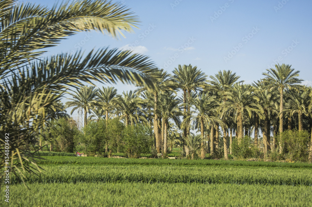 The palm tree with blue sky background The palm tree with blue sky background