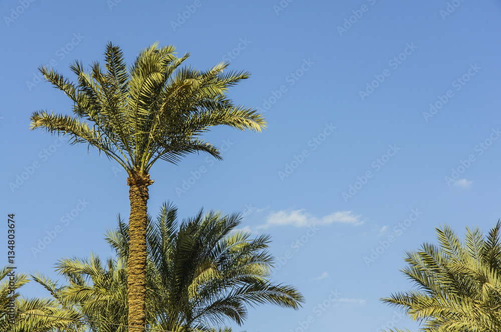 The palm tree with blue sky background The palm tree with blue sky background