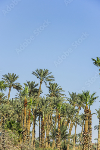 Wallpaper Mural The palm tree with blue sky background  Torontodigital.ca