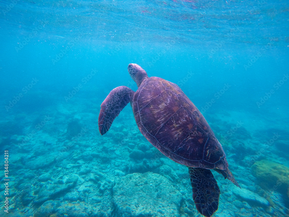 Obraz premium Underwater photo with sea turtle with text place