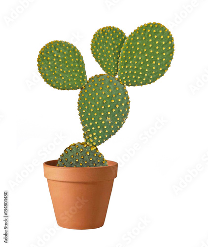 Opuntia cactus isolated on white background photo