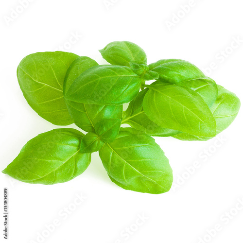 Leaves of basil isolated on white background
