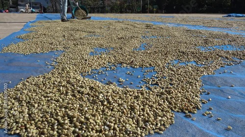 Unidentified coffee farmers are working on arabica coffee drying process ( wet processing ) photo