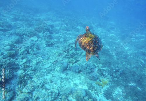 Green turtle swims in sea.