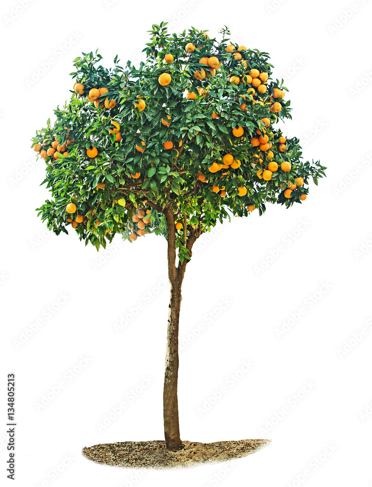 Naklejka premium Orange tree on white background