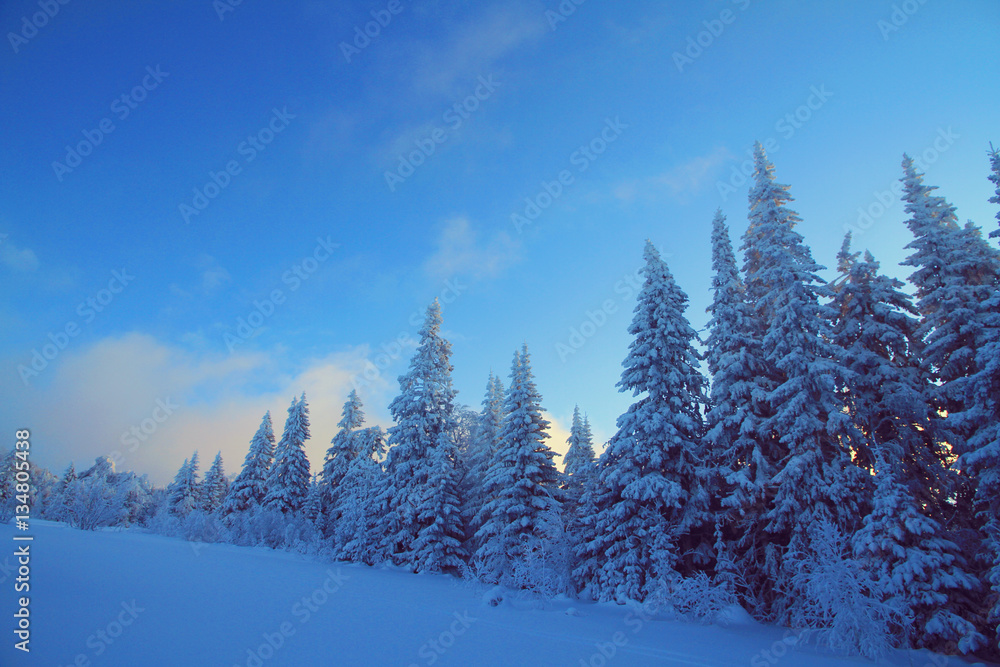 Winter fir-trees Winter fir-trees