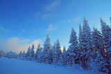 Winter fir-trees