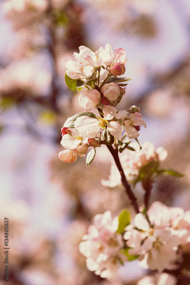 apple flower on the branches apple flower on the branches