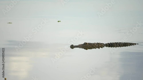 American Alligator Swims Through Glass-Like Water, 4K