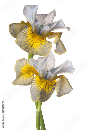 Fototapeta Naklejka Na Ścianę i Meble -  iris flowers isolated