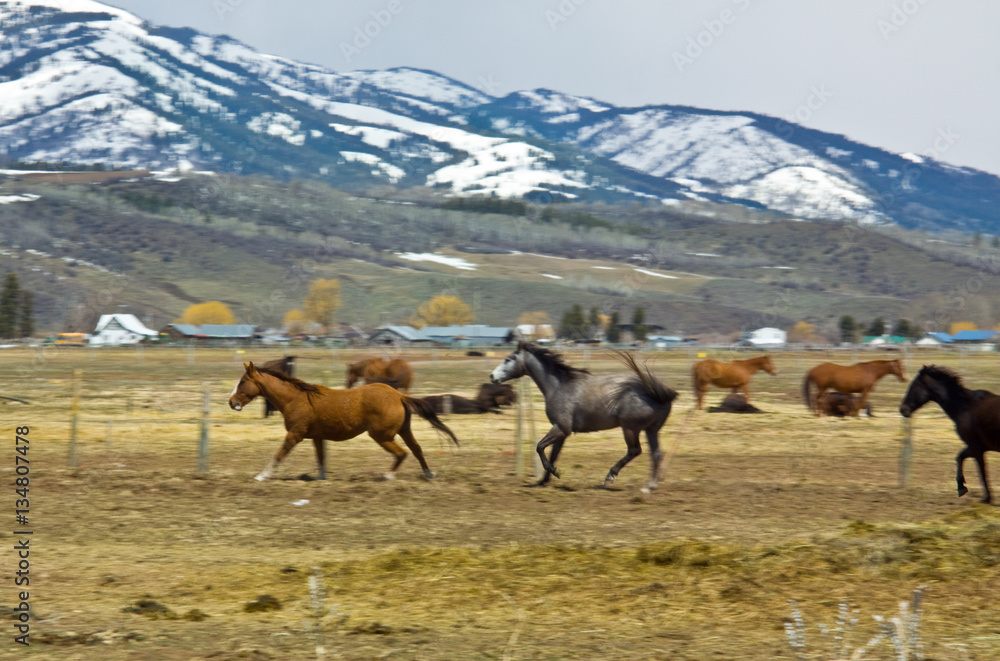 Panned running horses Panned running horses