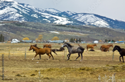 Panned running horses