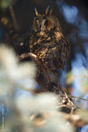 owl in the wild