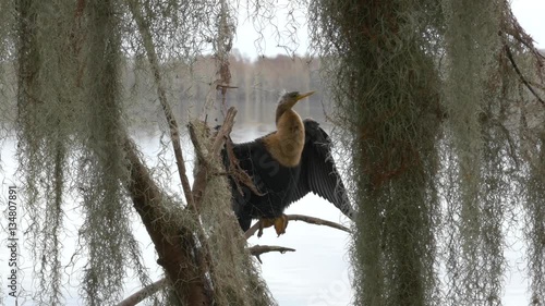 Anhinga (Water Turkey) Posing on Moss-Covered Trees, 4K