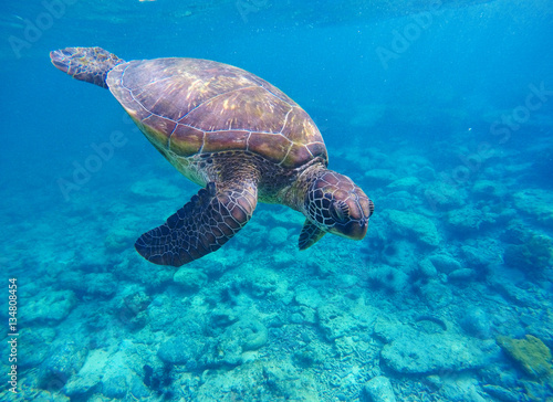 Sea turtle in deep blue water.