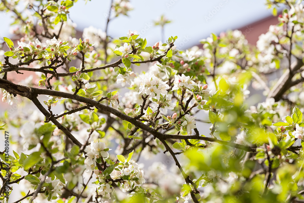 Obraz premium branches with pear blossoms