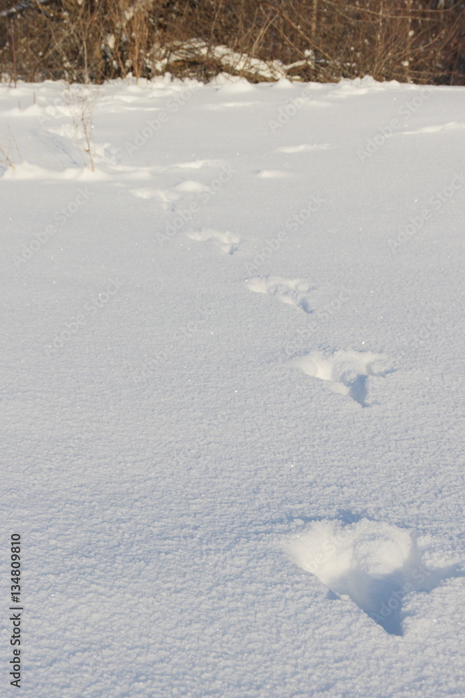 Naklejka premium hare footprints in the snow