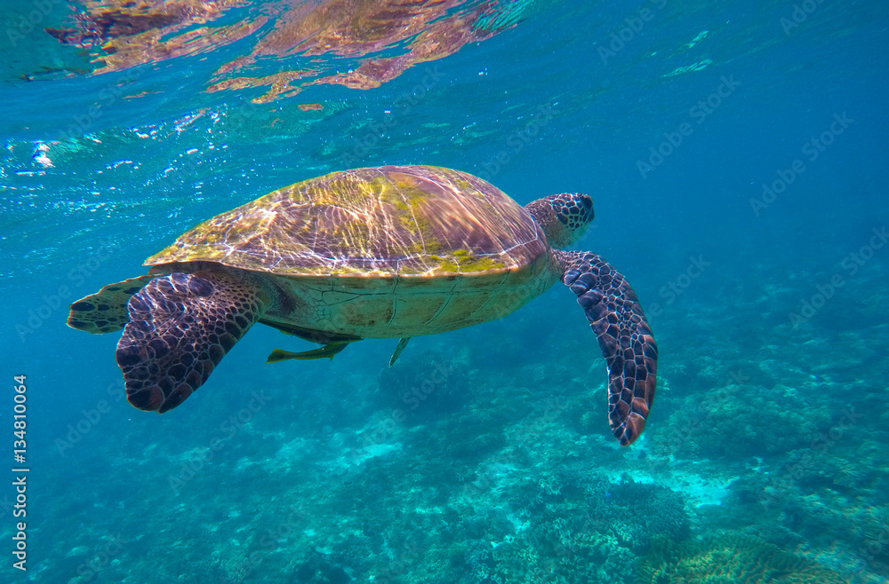 Snorkeling with green sea turtle underwater photo