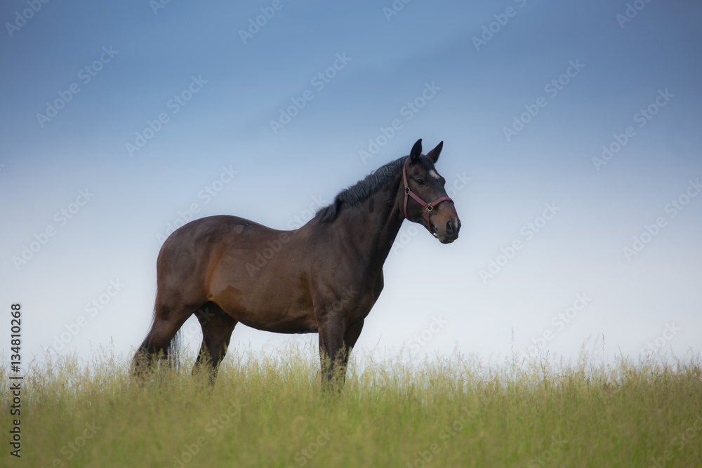 Fototapeta premium Grazing horse against blue sky.