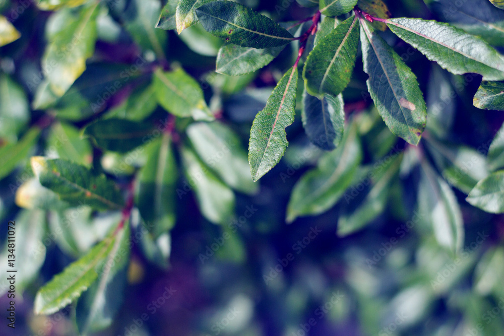 Green leaf texture. Dark green leaves background. Green leaf texture. Dark green leaves background.