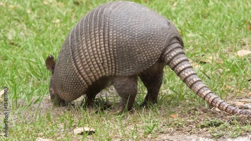 Digging Armadillo DIsturbs Fire Ants, 4K