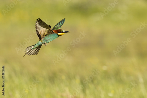 European bee-eater. Merops apiaster