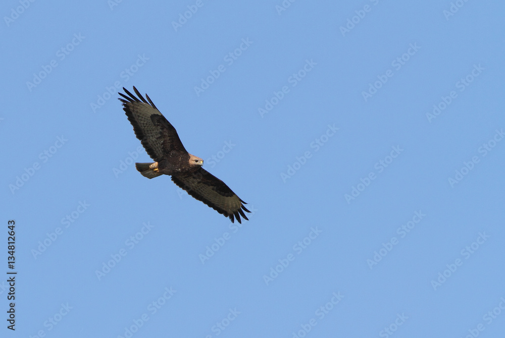 Common buzzard. Buteo buteo