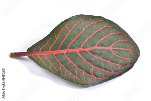 Fittonia leaf, close up isolated on a white background