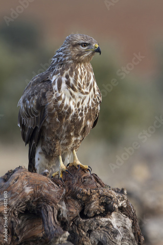 Common buzzard. Buteo buteo