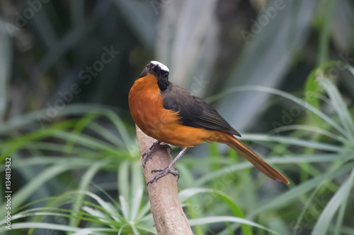 Cossyphe à calotte blanche