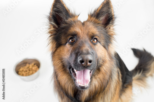 German shepherd long-haired dog sitting near cup with feed