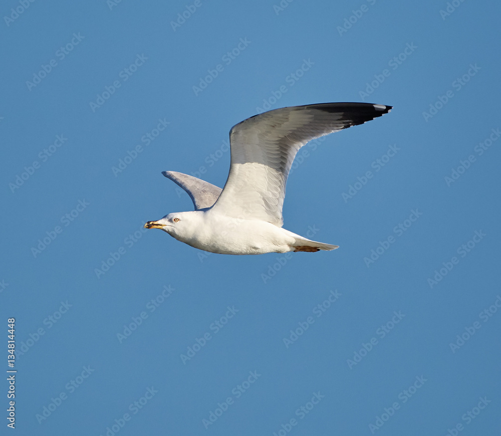 European herring gull in flight European herring gull in flight