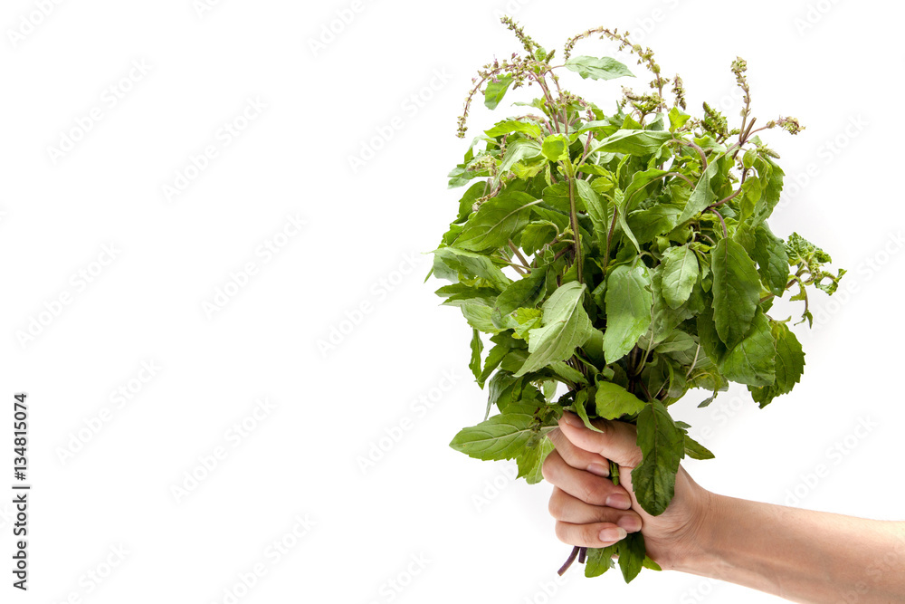 Hand holding holy basil on white background isolated