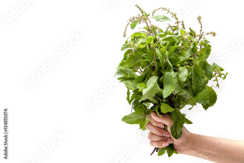 Obraz na płótnie Hand holding holy basil on white background isolated w salonie