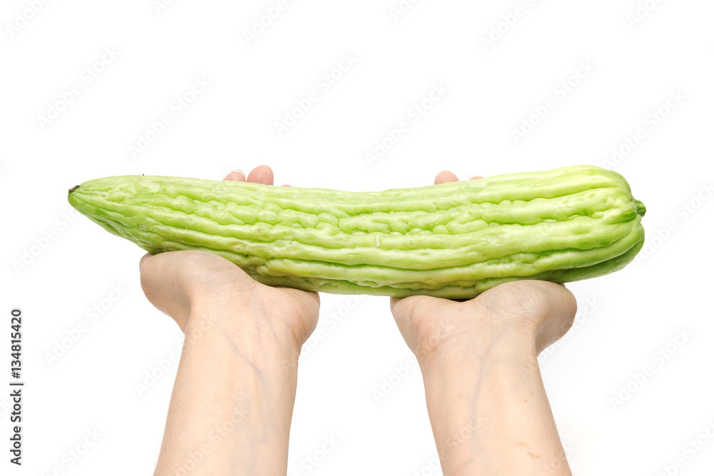 Hands holding gourd, bitter cucumber or balsam pear on white bac