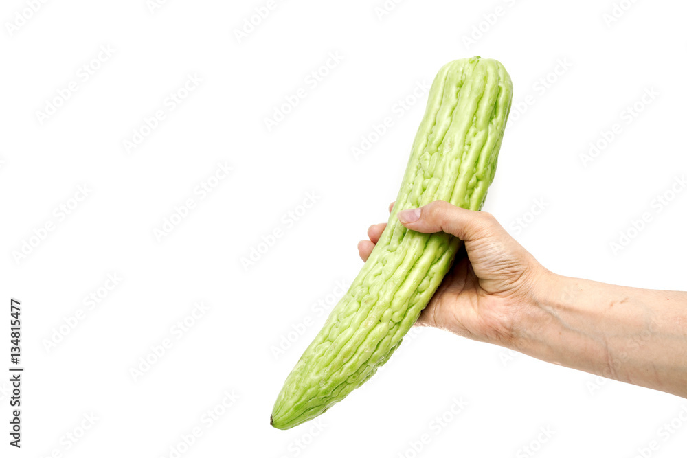 Hand holding gourd, bitter cucumber or balsam pear on white back